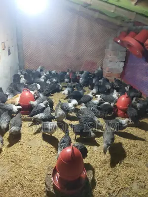 Mishri Fami Chicken