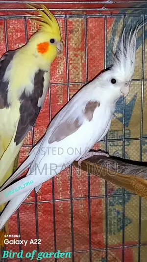 Yellow Face Pied / White V