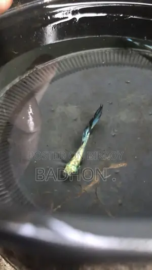 Rtp Guppy