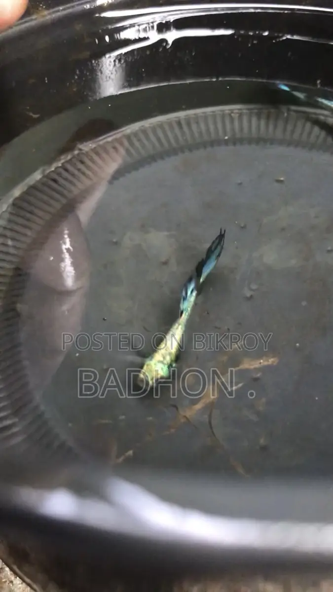 Rtp Guppy