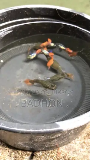 Rtp Guppy