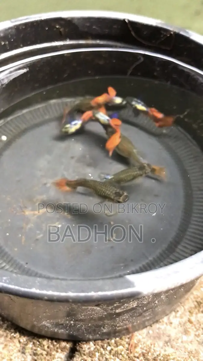 Rtp Guppy