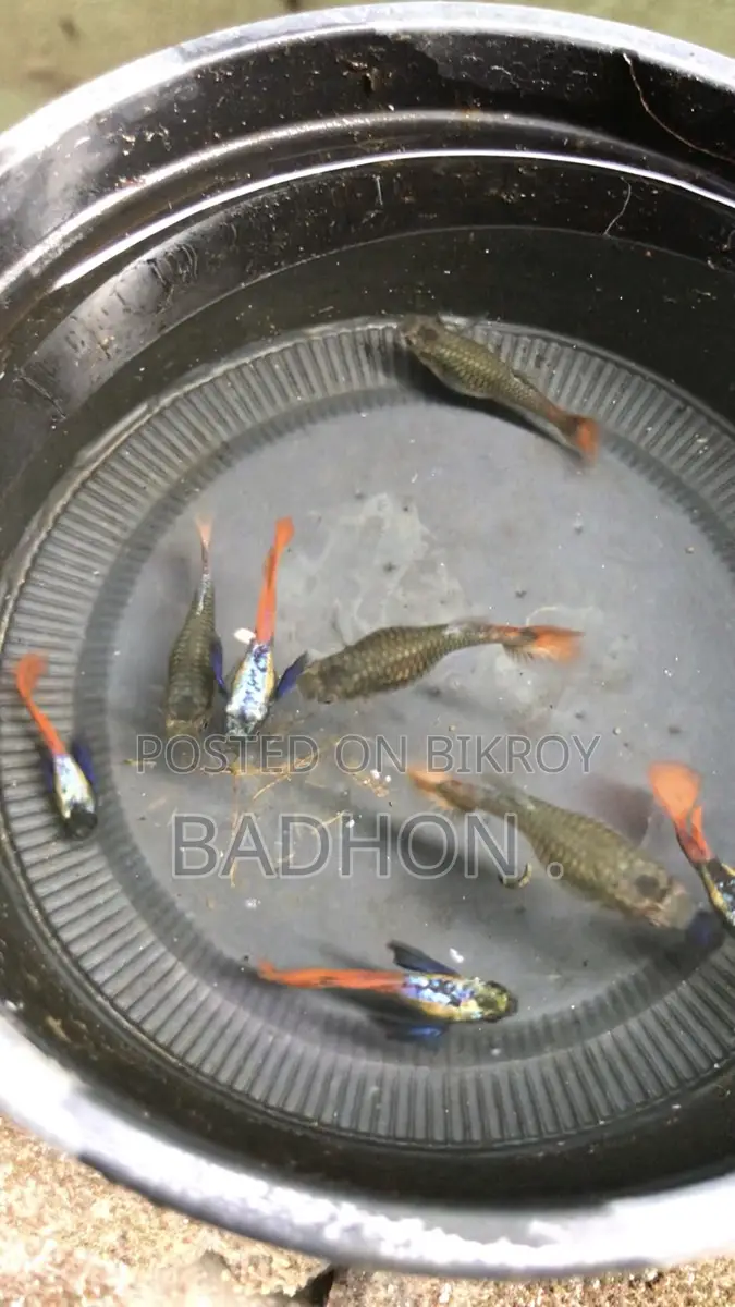 Rtp Guppy