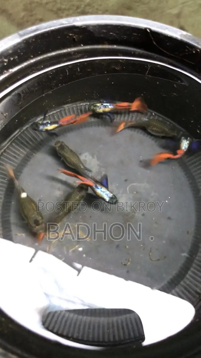 Rtp Guppy