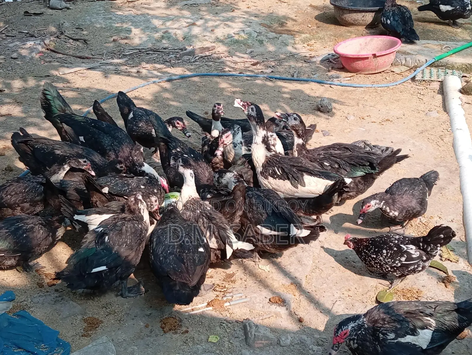 Muscovy Duck...!!