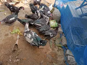 Muscovy Duck...!!