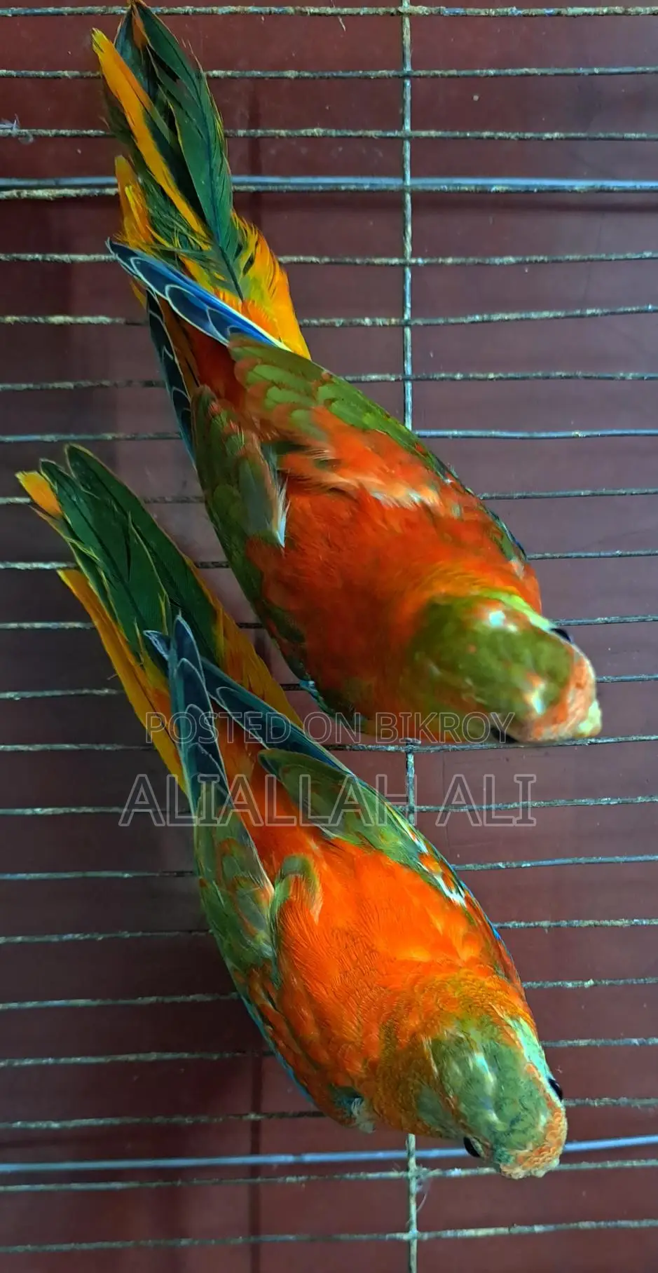 Turquoisine