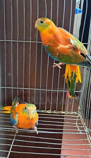 Turquoisine