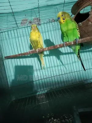 এক পিয়ার রানিং ইংলিশ বাজরিকা