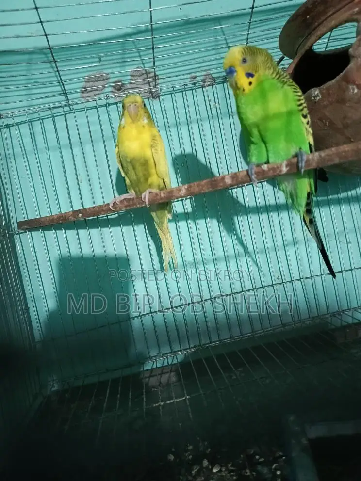 One Pair of Running English Budgies