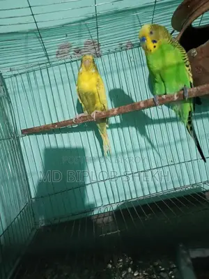 One Pair of Running English Budgies