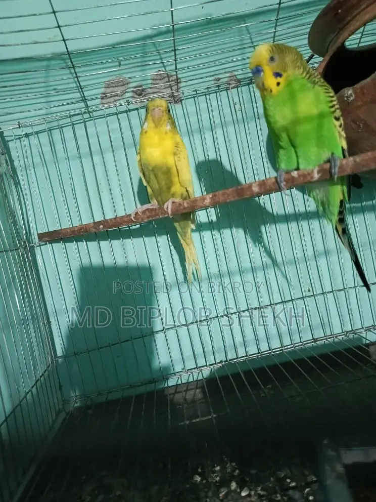 One Pair of Running English Budgies
