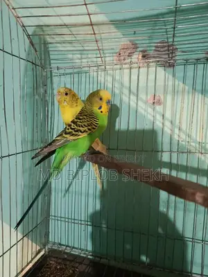 One Pair of Running English Budgies