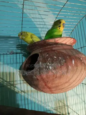 One Pair of Running English Budgies