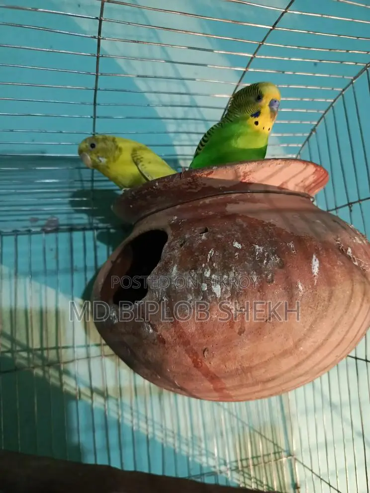 One Pair of Running English Budgies