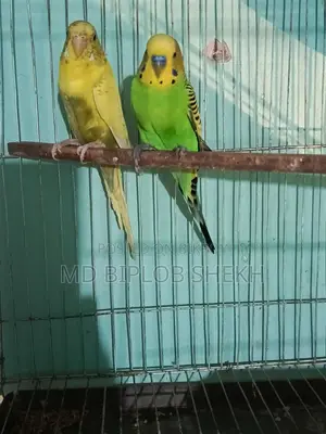 One Pair of Running English Budgies