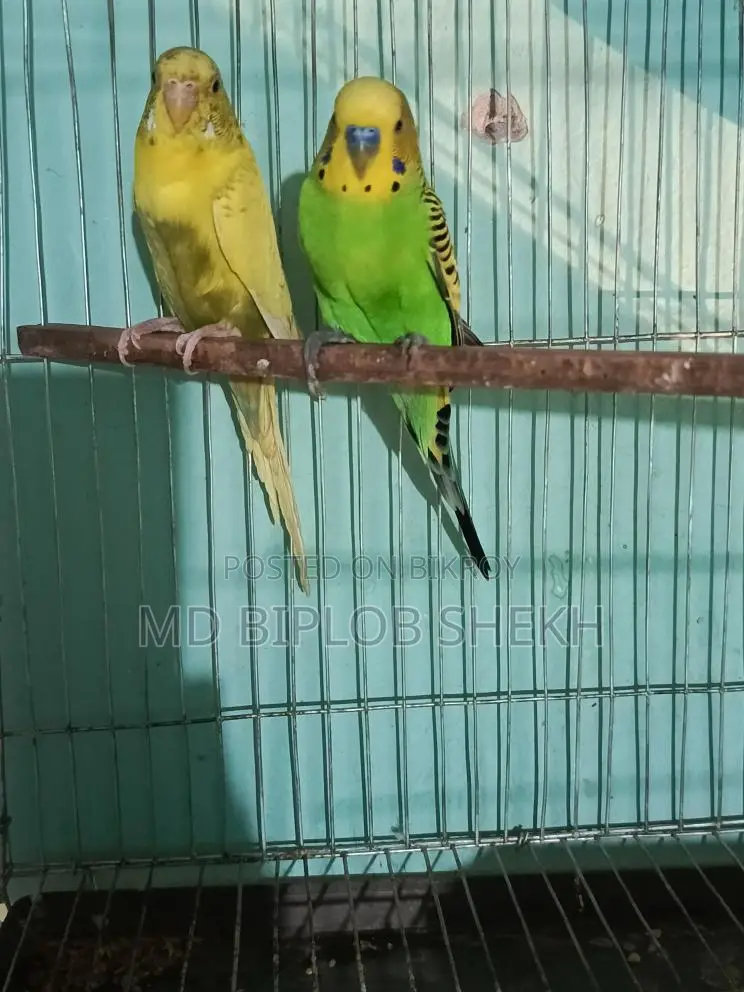 One Pair of Running English Budgies
