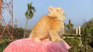 Triple Coat Doll Face Female Persian
