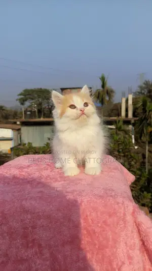 Triple Coat Doll Face Female Persian