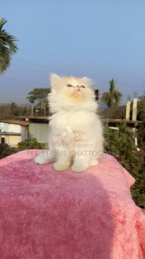 Triple Coat Doll Face Female Persian