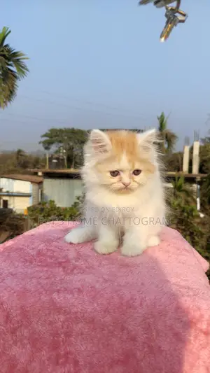Triple Coat Doll Face Female Persian