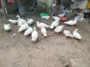 Chinese Duck