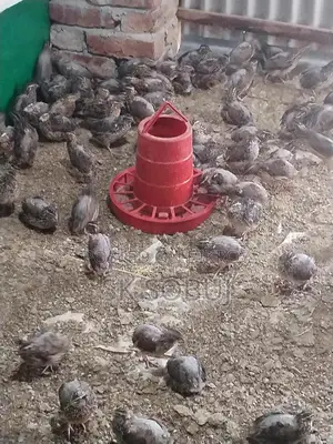 Laying Quail Birds