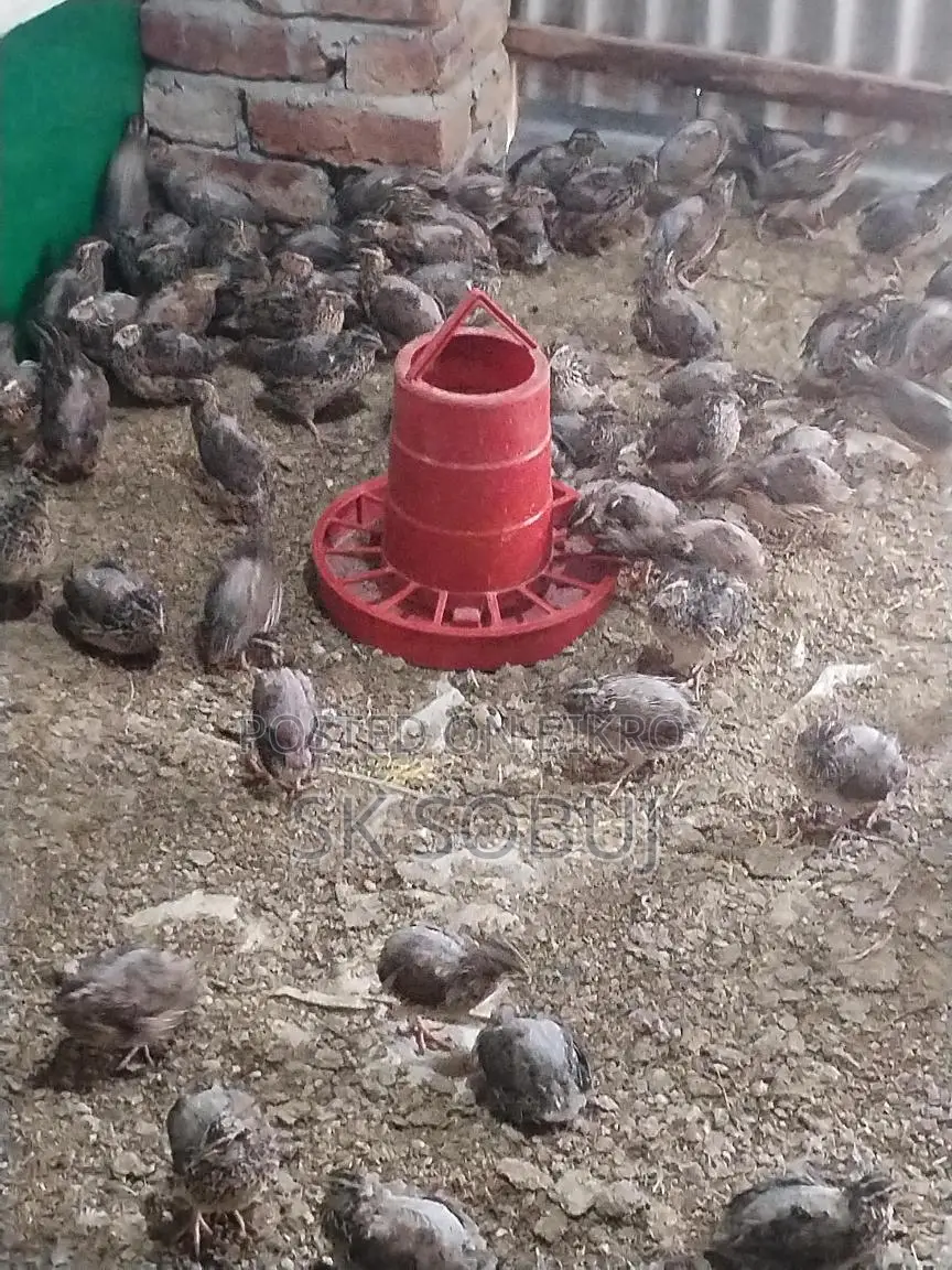 রানিং ডিম পারা কোয়েল পাখি