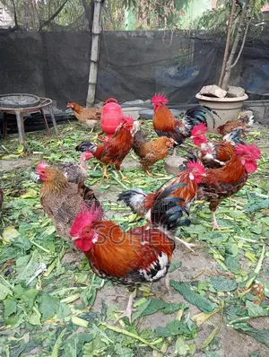 Desi Morog