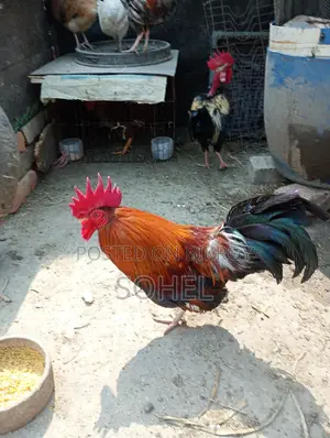 Desi Morog
