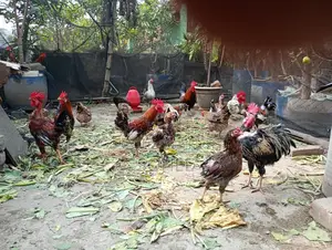 Desi Morog
