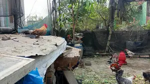 Desi Morog