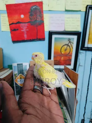 টেম সাইজ এক দাম ২০০ টাকা পিস