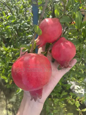 আনার গাছ