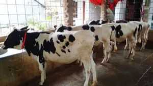 ৯৮৫ নং ৫টি বকনা বাছুর কিনুন অল্প দামে ।