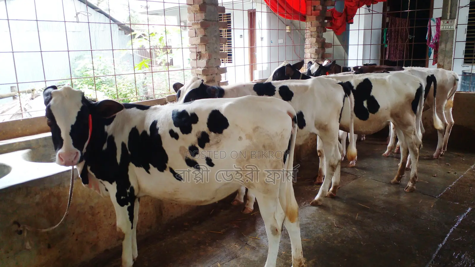 Buy 5 heifer calves at a low price, ID No. 985.