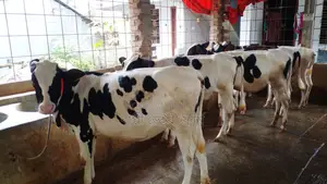 Buy 5 heifer calves at a low price, ID No. 985.