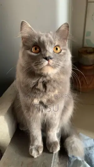 Persian Cat
