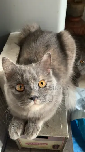 Persian Cat