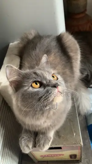 Persian Cat