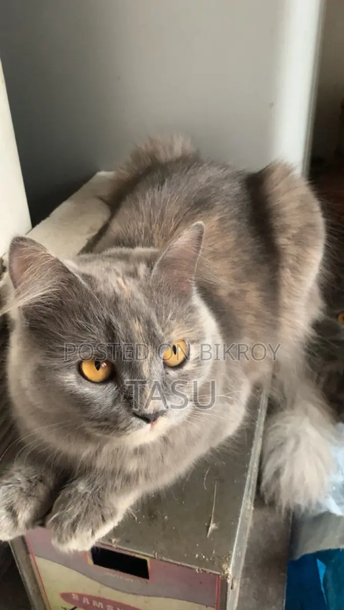 Persian Cat