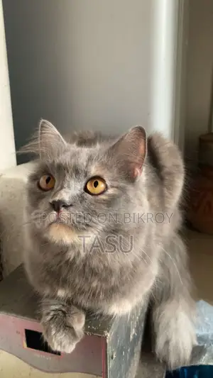 Persian Cat