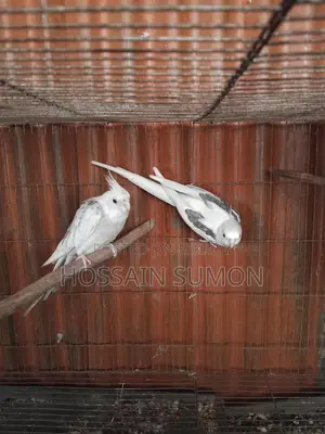 Running Pair of Cockatiels