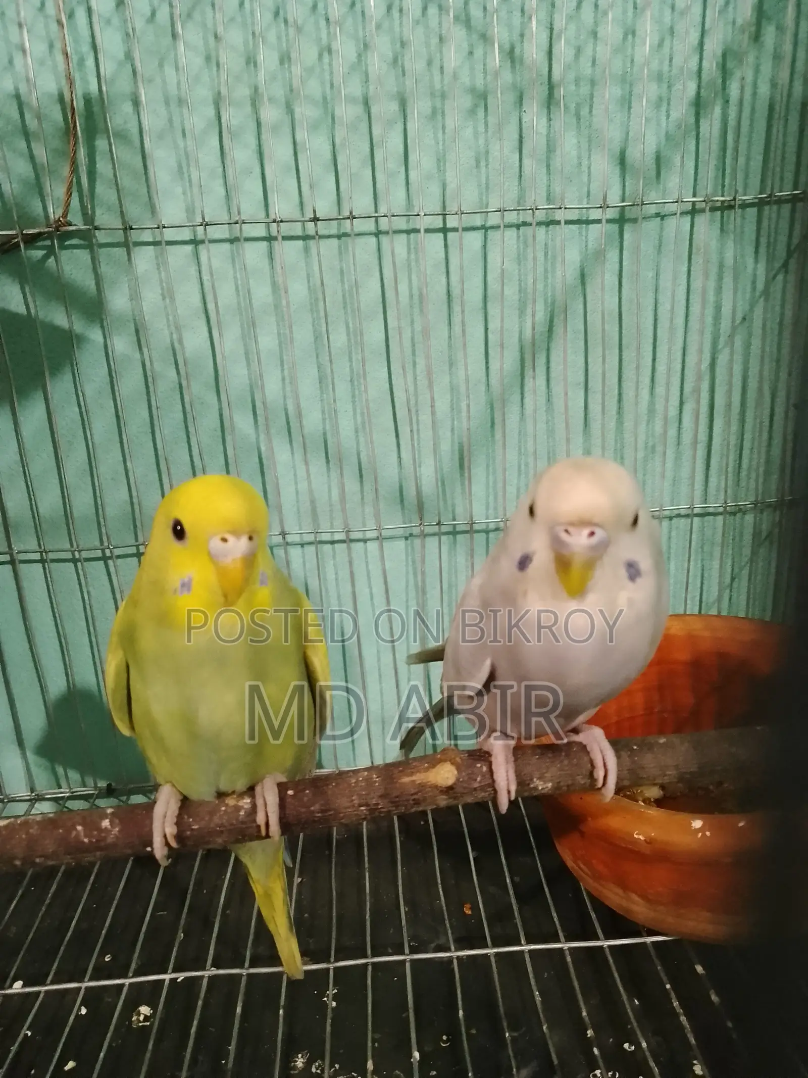 Budgerigar Bird