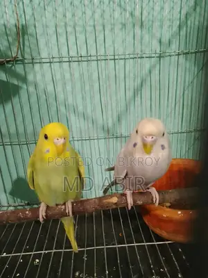 Budgerigar Bird