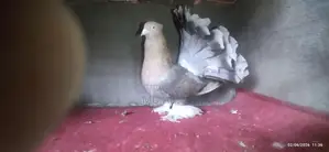 Maya Pigeons