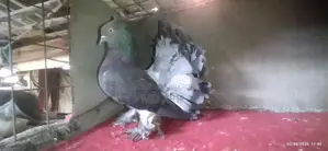 Maya Pigeons