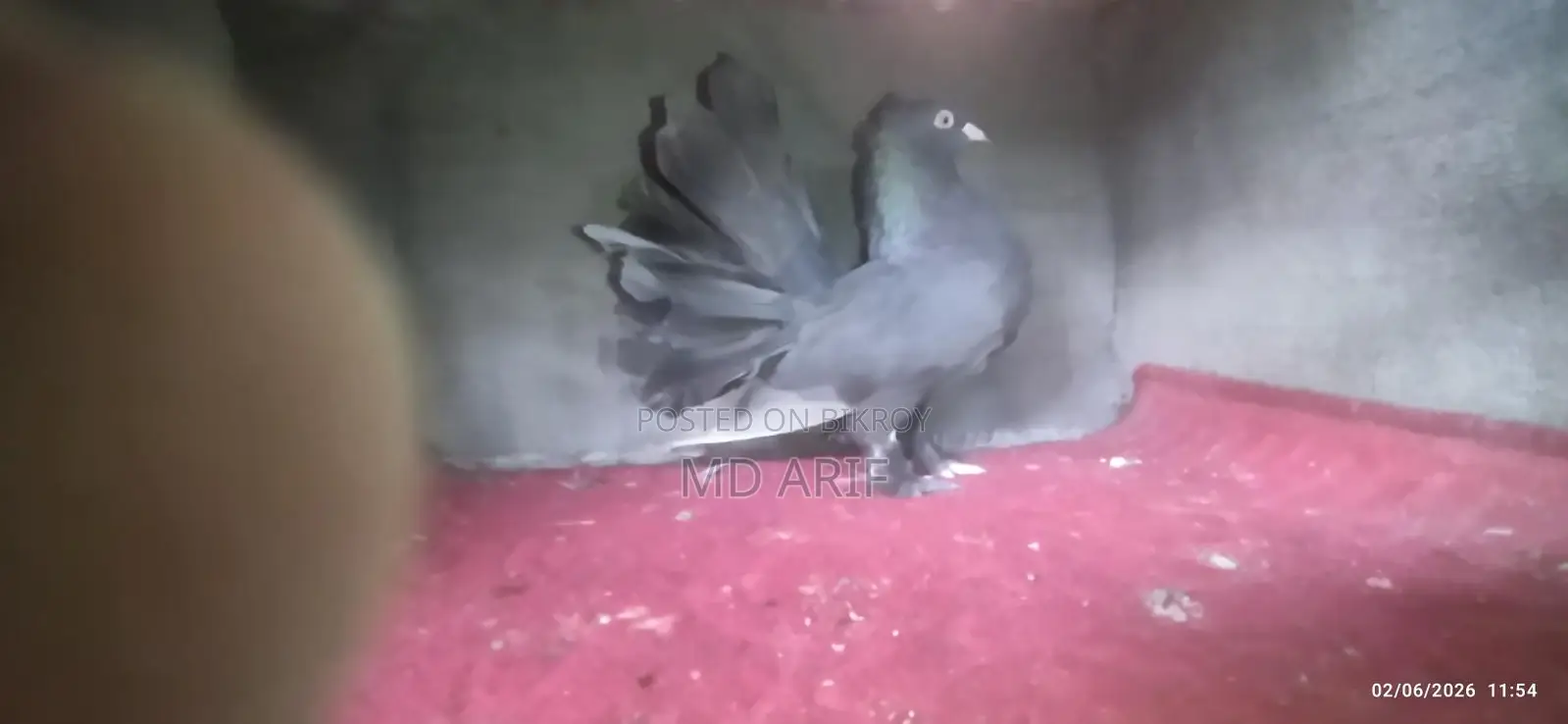 Maya Pigeons