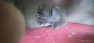 Maya Pigeons
