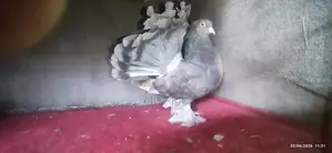 Maya Pigeons